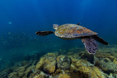 Sea turtle swimming in sea