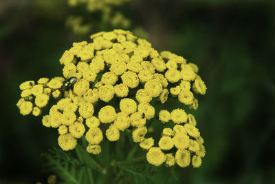 Close-up of yellow flowering plant