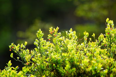 Close-up of yellow flowers