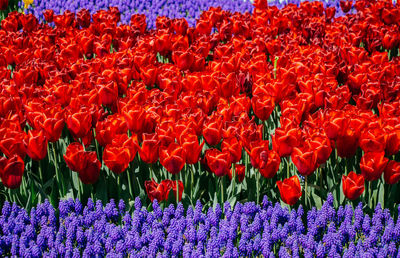 Close-up of red tulip flowers on field