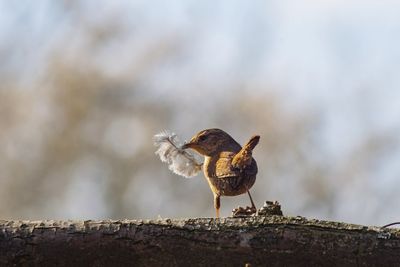 Close-up of bird perching on retaining wall