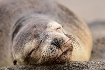 Close-up of sea lion sleeping on sand