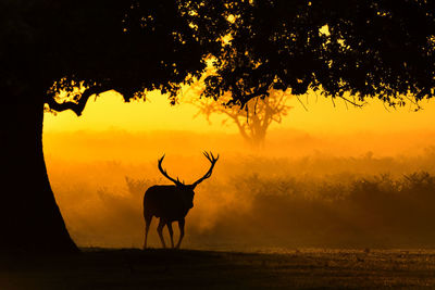 Silhouette deer on field against sky during sunset