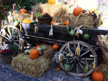 High angle view of pumpkins by potted plants in yard