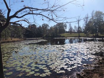 Scenic view of lake by trees against sky