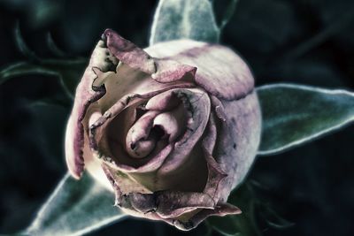 Close-up of wilted rose