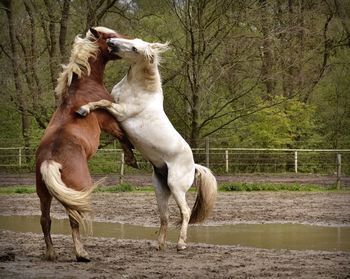 Two horses on tree