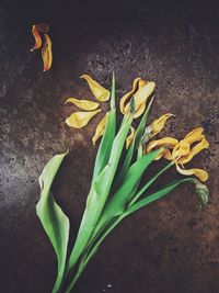 Close-up of yellow flower