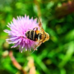 Close-up of bee pollinating on pink flower