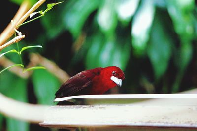 Close-up of bird perching on leaf