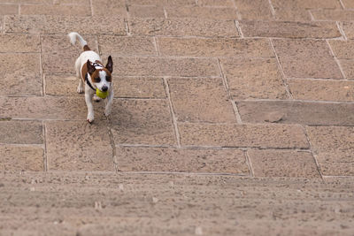 High angle view of dog playing on footpath