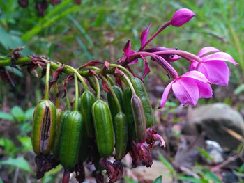 Close-up of pink flowering plant