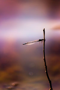 Close-up of silhouette plant against sky at sunset