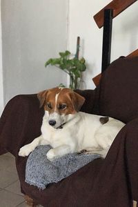 Close-up portrait of dog relaxing at home