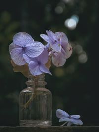 Close-up of white flowers in vase