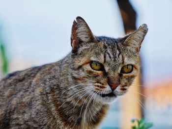 Close-up portrait of cat