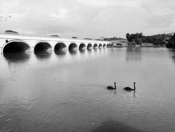 View of birds on bridge over river