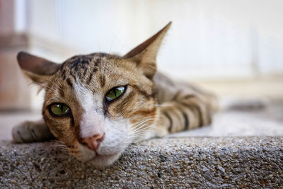 Close-up portrait of a cat resting