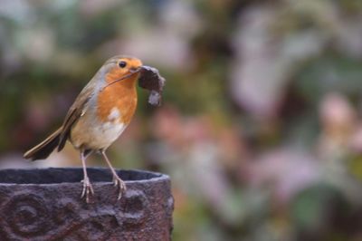 Close-up of bird perching outdoors