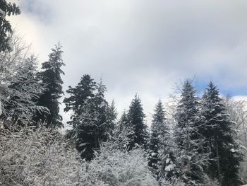 Low angle view of trees in forest during winter