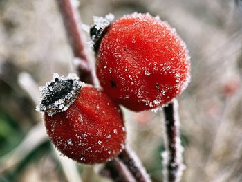 Close-up of strawberry on snow