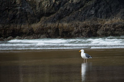 Seagull perching on a rock