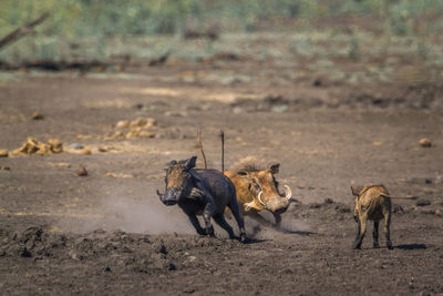 Warthogs running on land