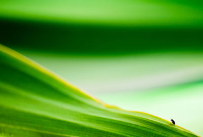 Close-up of green leaves
