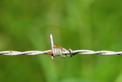 Close-up of barbed wire on metal fence