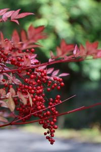 Close-up of red berries growing on tree