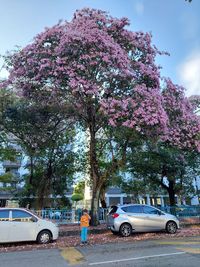 Pink cherry blossom tree by road against sky