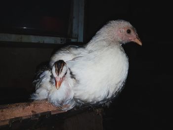 Close-up of a bird