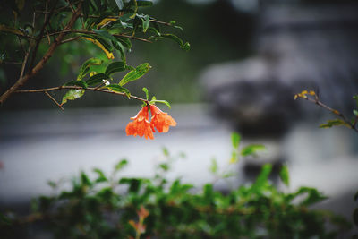 Close-up of red berries on tree