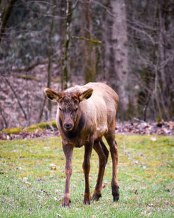 Elk standing in a field