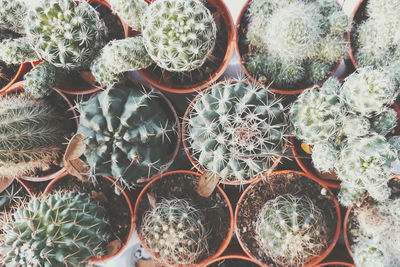 Full frame shot of succulent plants