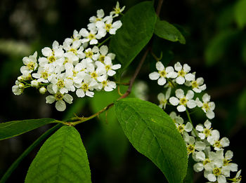 Close-up of white flowers blooming in garden