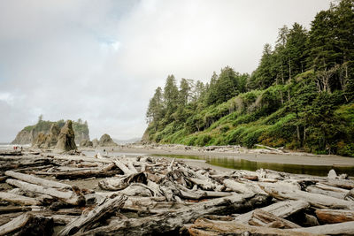 Scenic view of logs in forest against sky