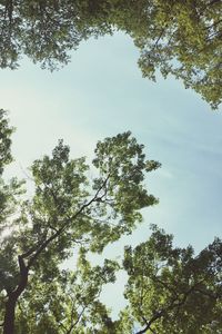 Low angle view of trees against sky