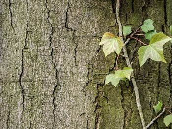 Close-up of plant growing on tree trunk