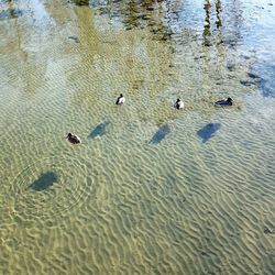 High angle view of ducks swimming in lake