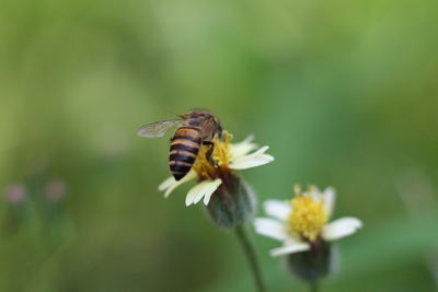 Close-up of butterfly pollinating on flower