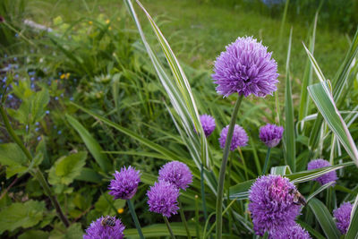 Close-up of pink flowers