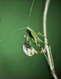 Close-up of insect on leaf