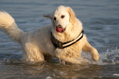 Close-up of dog running in lake