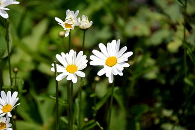 Close-up of white daisy flowers