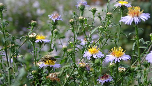 Close-up of honey bee pollinating flower