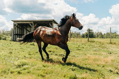 Side view of horse on field