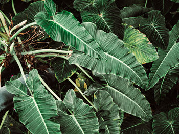 Close-up of fresh green leaves