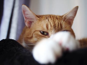 Close-up portrait of a cat