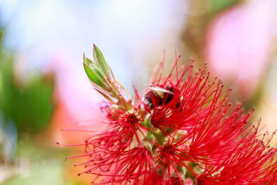 Close-up of insect on pink flower